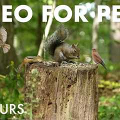 Beautiful Birds, Squirrels and Chipmunks in the Forest - 10 Hour Cat TV for Pets 🐱 - Sept 25, 2025