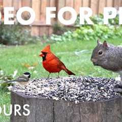 Backyard Bliss with Birds, Chipmunks and Squirrels - 10 Hour Cat TV for Pets 🐱 - Sept 26, 2025