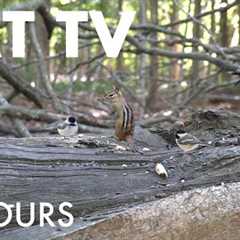 Saturday Morning Cartoons for Pets 🐱 - 10 Hour Forest Friends Edition - Sept 27, 2025