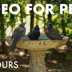 Backyard Birds Enjoying the Birdbath - 10 Hour Video for Pets and People to Watch - Sept 28, 2025