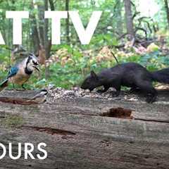 Chipmunks, Birds, Squirrels and Forest Friends - 10 Hour Cat TV for Pets to Watch 🐱 - Sept 29, 2025
