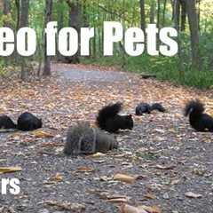 A Scurry of Squirrels in the Forest - 10 Hour Video for Pets and People to Watch - Sept 30, 2025