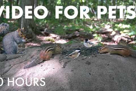 Birds, Squirrels, Chipmunks and Forest Friends - 10 Hour Cat TV for Pets 🐱 - Sept 01, 2025