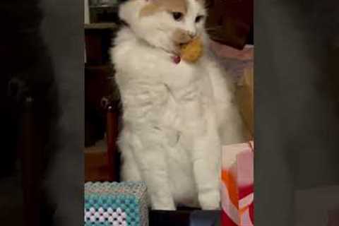 Cat Sneaks Head Out of Bag and Snatches Chicken Nugget