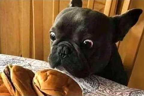 When you have a dramatic French Bulldog…🤣 Funny French Bulldogs