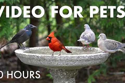 Backyard Bliss for Birds and Squirrels - 10 hour Cat TV for Pets to Watch 🐱 - Sept 02, 2025