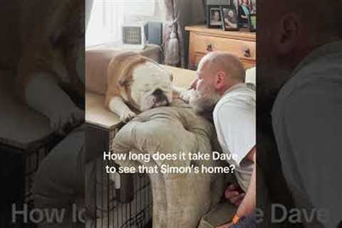 Hilarious Chickens Don't Know What to Do With Frozen Treat