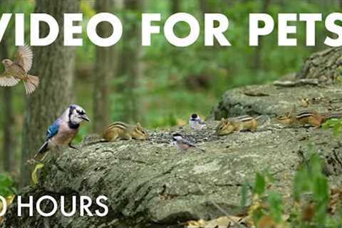 Chipmunks, Squirrels and Birds in the Forest - 10 Hour Cat TV for Pets to Watch 🐱 - Sept 03, 2025