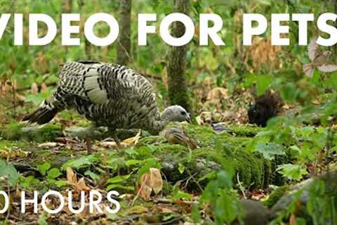 Wild Turkeys, Chipmunks, Squirrels and Forest Friends - 10 Hour Cat TV for Pets 🐱 - Sept 04, 2025