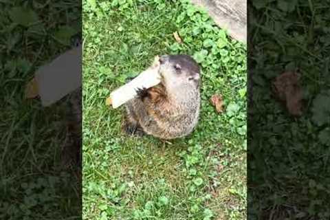 Jeff is everything 🤩 but why did he say tortilla like that 💀🤣  #Groundhog #Funny #AnimalShorts