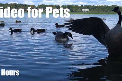 Geese, Ducks, Swans and Birds on the Water - 10 Hour Cat TV for Pets to Watch 🐱 - Sept 05, 2025