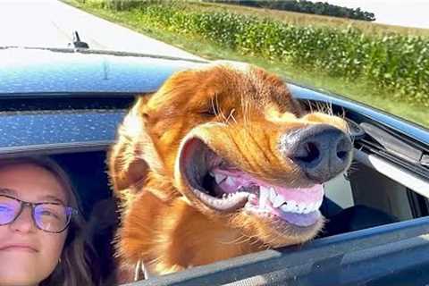 SUPER Smiley Dog Loves Car Rides 😂| 1 HOUR of FUNNY Pet Shorts