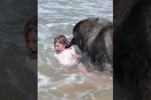 INCREDIBLE Dog Pulls Little Girl From The Ocean 😍