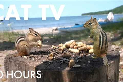 Saturday Morning Cartoons for Pets 🐱 - 10 Hours of Birds, Squirrels and Chipmunks - Sept 06, 2025