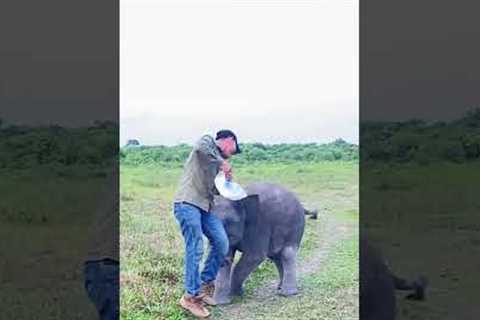 Adorable Baby Elephant Plays With Caretaker