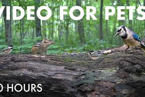 Sunday Morning Brunch for Forest Birds, Squirrels and Chipmunks - 10 Hour Cat TV 🐱 - Sept 07, 2025