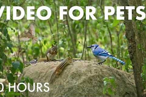 Red Squirrels, Chipmunks, Cardinals and Forest Friends - 10 Hour Cat TV for Pets 🐱 - Sept 08, 2025