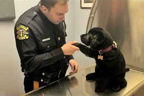 When A K9 Dog Got His First Day On The Job! 😂 Funny Dog Videos