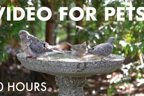 Doves, Cardinals, Blue Jays, Backyard Birds and Critters - 10 Hour Cat TV for Pets 🐱 - Sept 09, 2025
