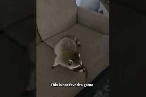 Weird Raccoon Loves Being Tossed On Sofa
