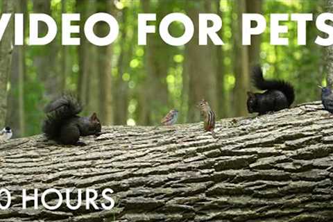 Black Squirrels, Chipmunks and Forest Friends - 10 Hour Cat TV for Pets to Watch 🐱 - Sept 10, 2025