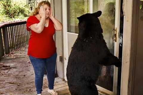 When Photographer Captured Wild Animals Surprising Neighborhoods 🤪