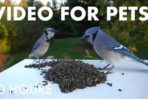 Blue Jays, Red Squirrels and Backyard Birds - 10 Hour Cat TV for Pets to Watch 🐱 - Sept 11, 2025