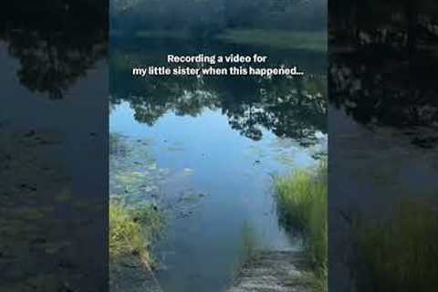 Alligator Startles Man By Swimming Past While He's Talking About It