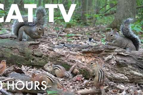 Chipmunks, Squirrels and Animals in the Forest - 10 Hour Cat TV for Pets to Watch - Sept 12, 2025