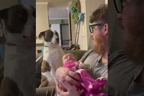Dog Makes Hilarious Face After Hearing Joke From Man