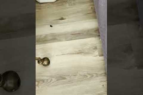 Hilarious Cat Sneaks Paw Out From Under Couch To Steal Food