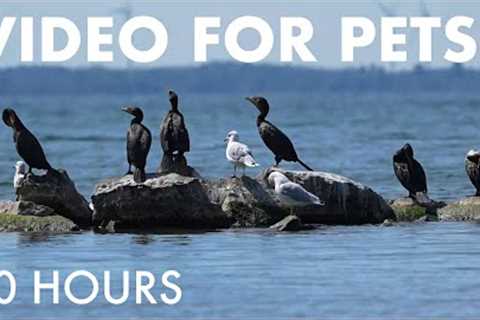 Saturday Morning Cartoons for Pets - 10 Hours of Beautiful Lakeside Birds - Cat TV - Sept 13, 2025