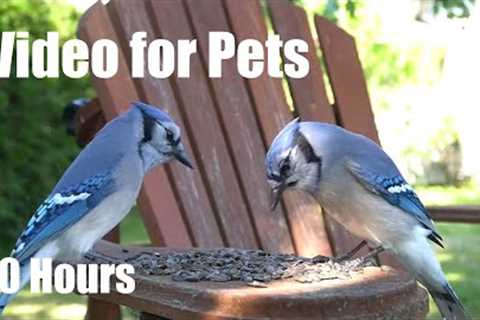 Backyard Bliss for Birds, Squirrels and Chipmunks - 10 Hour Cat TV for Pets 🐱 - Sept 14, 2025