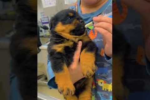 Dog's Refusing To Take Their Medicine 🤣