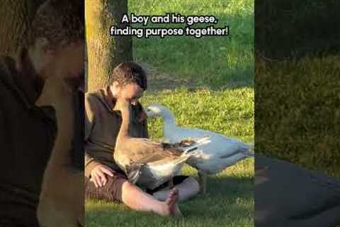 Gentle Geese Comfort Man With Special Needs
