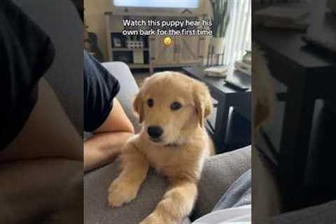 Golden Puppy Hears His Own Bark For The First Time!