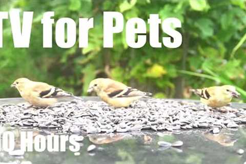 Backyard Bliss with Finches, Sparrows, Chipmunks and More! - 10 Hour Cat TV 🐱 - Sept 16, 2025