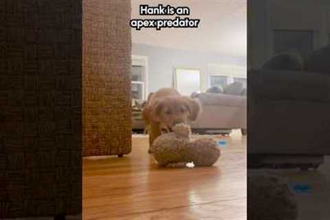 Behold! The most dangerous animal on this planet! 😂💥🦆 #Dog #Puppy #DogShorts