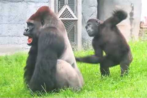 Animal Friendship Can’t Stop Being Hilarious😂 NEW Funny ANIMALS Video 2025