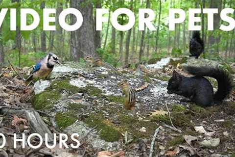 Black Squirrels, Chipmunks and Forest Friends - 10 Hour Cat TV for Pets to Watch - Sept 17, 2025