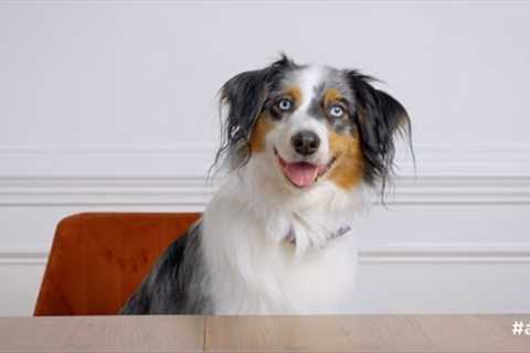 Pet Confessions With Dylan And Artemis