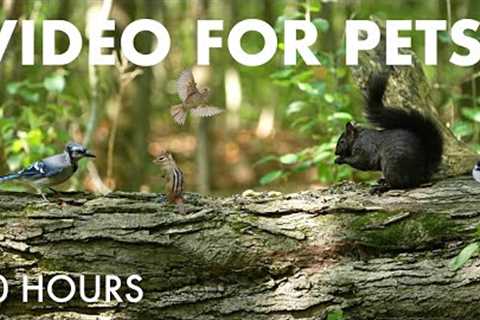 Beautiful Birds and Critters in a Canadian Forest - 10 Hour Cat TV for Pets to Watch - Sept 18, 2025