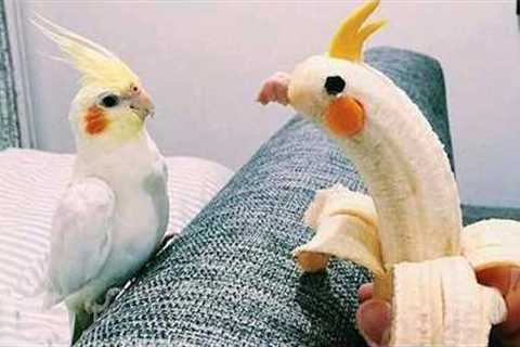 When Parrots Do the Silliest Things 😂 Funniest Animal Videos