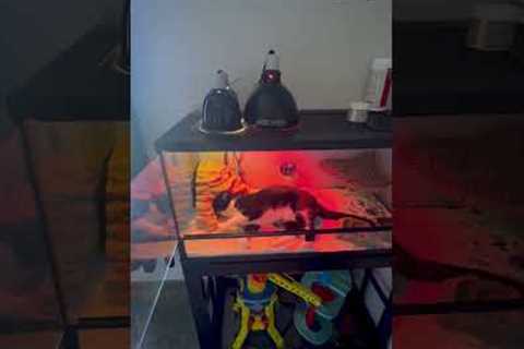 Jealous Cat Invades Lizard's Terrarium as Lizard Rests on Cat Perch