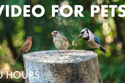 Squirrels, Cardinals, Grackles and Backyard Birds - 10 Hour Cat TV for Pets 🐱 - Sept 19, 2025
