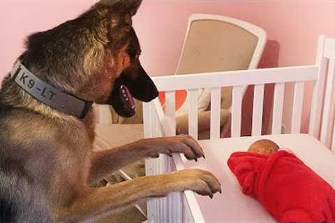 Dog Couldn’t Wait to Give the Sweetest Welcome to His Baby First Time