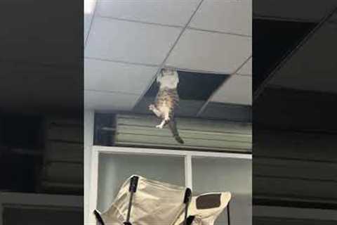 Falling Cat Dangling From Ceiling Is Safely Caught Using Chairs