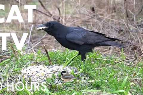 Saturday Morning Cartoons for Cats 🐱 - 10 Hours of Animals to Entertain your Pets - Sept 20, 2025