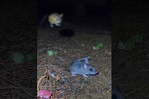 Bouncy Mice #cattv #mice