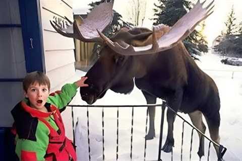 Dangerous Animals Caught Being Friendly With Humans